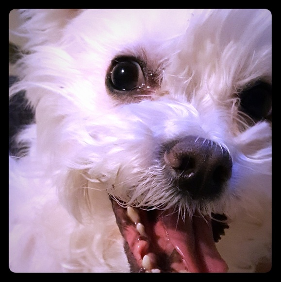 Meet your Posher, Christopher - Picture 1 of 1